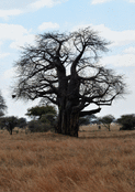 Arbre majestueux sous le ciel ouvert